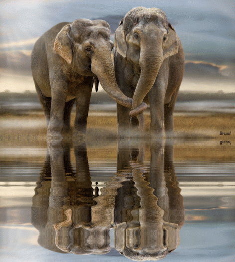2elefant.gif 2elefant.gif